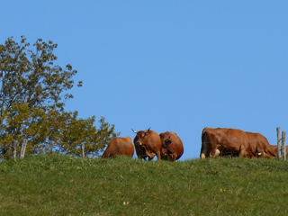 Accueil, Avressieux, 73240, Savoie, agriculture